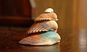 DSC_4186_4-Coquillage.jpg