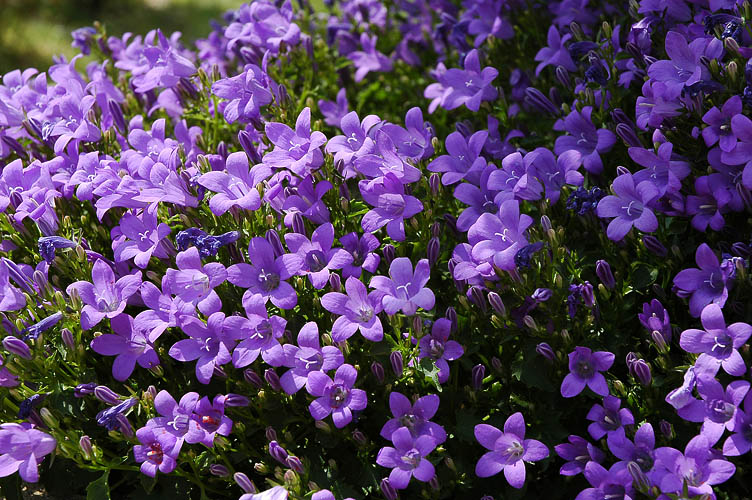 DSC_0102.JPG