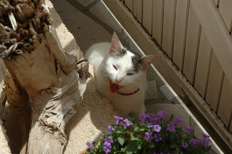 DSC_0452.JPG