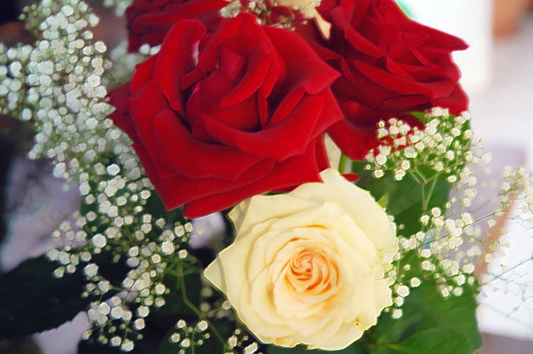 DSC_1087_3-Roses_Finale.jpg