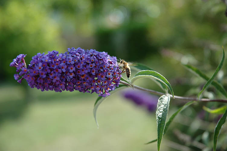 DSC_125_Abeille-Butineuse.JPG