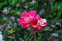 DSC_1206_Fleur_02.jpg DSC_1206_Fleur_02.jpg