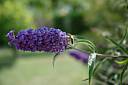 DSC_125_Abeille-Butineuse.JPG DSC_125_Abeille-Butineuse.JPG