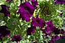 DSC_1281_Fleurs-Mauves.jpg DSC_1281_Fleurs-Mauves.jpg