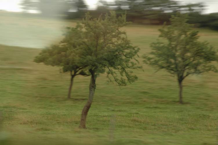 DSC_3173_Arbre-a-120-kmh.jpg