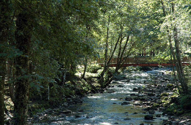 DSC_4685_Morzine-Foret-Riviere.jpg