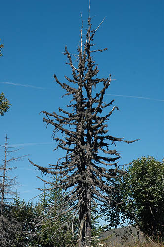DSC_4707_Morzine_Sapin-Mort.jpg