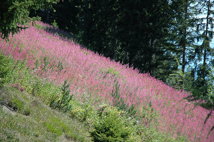 DSC_4755_Morzine_Champ-Rose.jpg