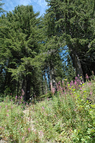 DSC_4757_Morzine_Arbre.jpg