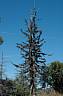 DSC_4707_Morzine_Sapin-Mort.jpg DSC_4707_Morzine_Sapin-Mort.jpg