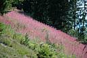 DSC_4755_Morzine_Champ-Rose.jpg DSC_4755_Morzine_Champ-Rose.jpg