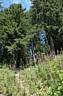 DSC_4757_Morzine_Arbre.jpg DSC_4757_Morzine_Arbre.jpg